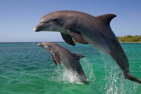 Dolphin Watching in Kenya