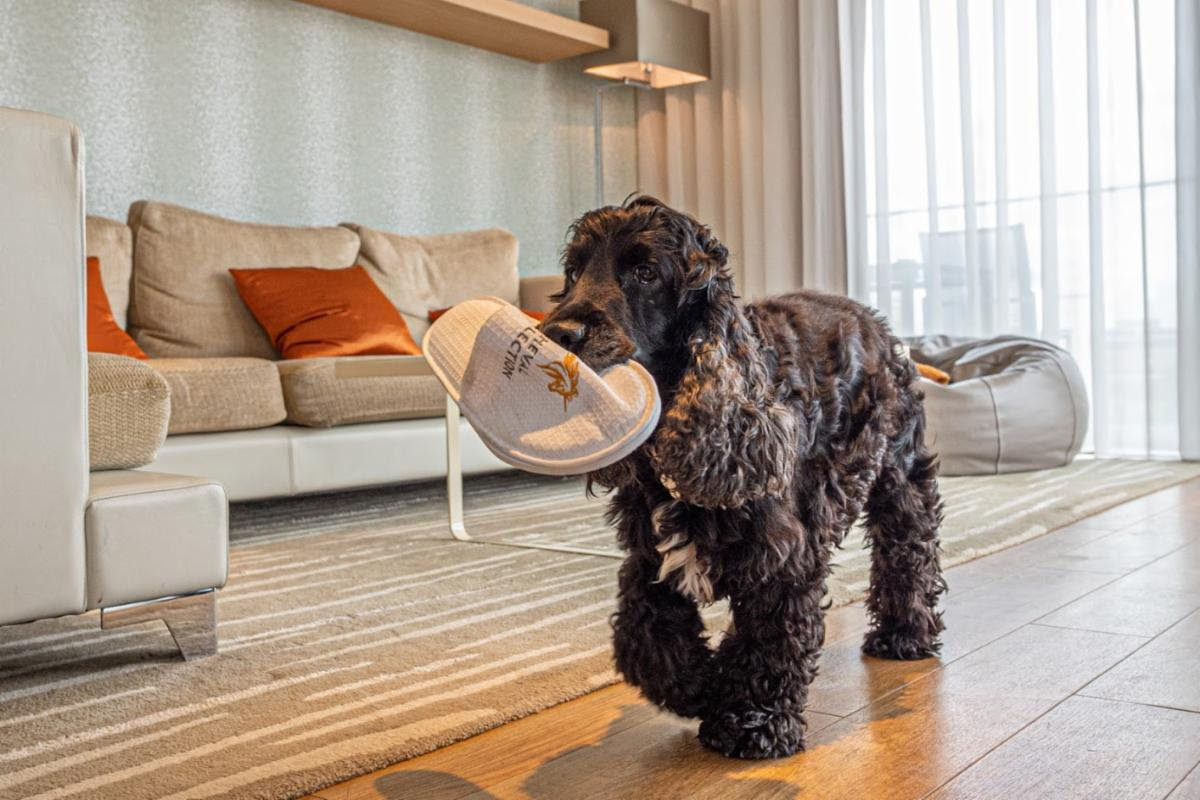 A Dog Friendly Guide to London