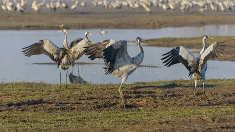 Flock Time in Israel – Bi-Annual Bird Migration