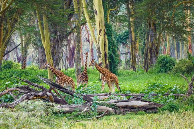 10 Things to do in Kenya