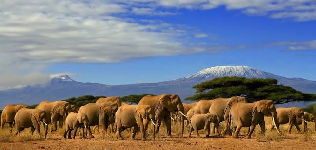 Why this camp was named Elephant Bedroom
